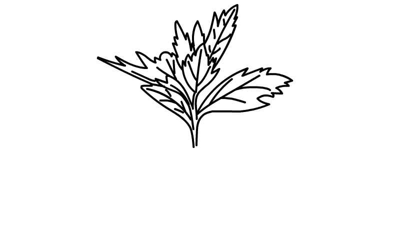 端午节艾草简笔画怎么画(艾草的叶子和枝干的区别)