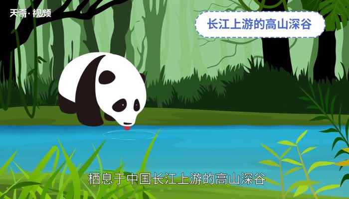 大熊猫生活在什么地方 大熊猫生活在哪里