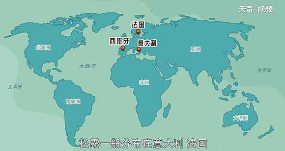 松露是什么(欧洲人将松露与鱼子酱、鹅肝并列“世界三大珍肴”)