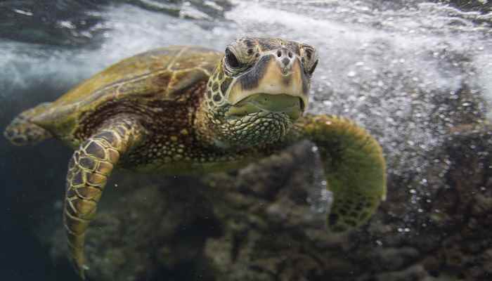乌龟的寿命为什么那么长 乌龟的寿命长的主要原因