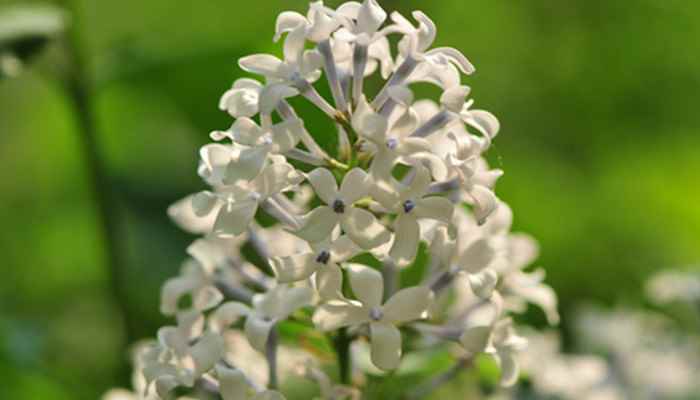 丁香空结雨中愁的意思(意思是:雨中绽放的丁香花开出团团的愁怨)