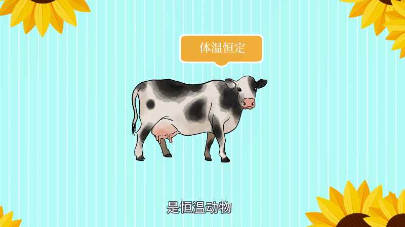 鸡是哺乳动物吗(鸡为什么不是哺乳动物)