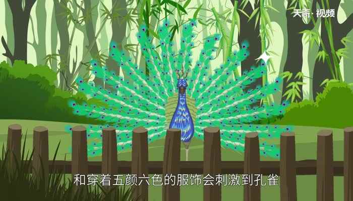 孔雀为什么开屏(孔雀为什么要开屏吗)