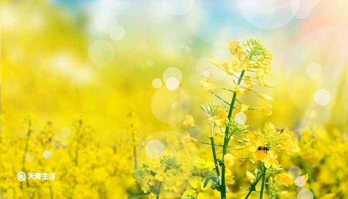 黄花菜凉了的典故是什么(“黄花菜凉了”的典故:湖南省祁东县地区盛产)