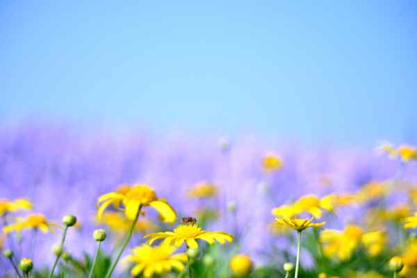 鹧鸪天范成大赏析(《鹧鸪天·嫩绿重重看得成》)