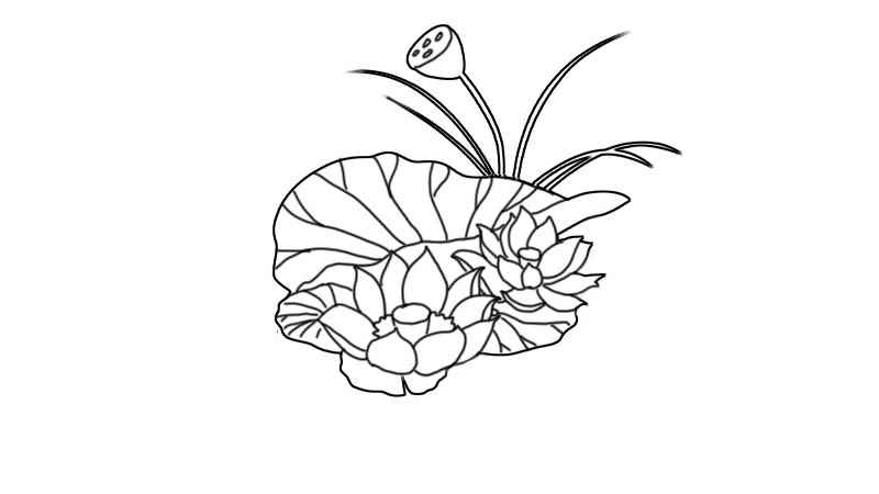 荷花简笔画怎么画(画荷叶和荷花的区别有哪些)