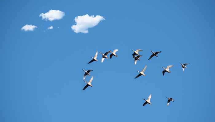 春天大雁从什么方飞往什么方(春天大雁从南方往北方飞)