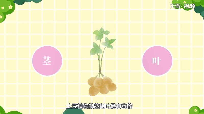 什么是土豆 土豆是什么