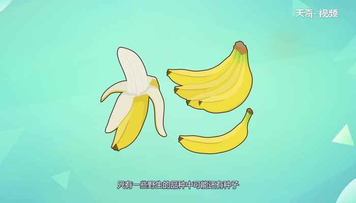 香蕉到底有没有种子(中国是世界上栽培香蕉的古老国家之一)