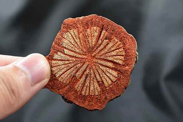 红藤的功效与作用(核心功效治疗痛风、治疗关节炎)