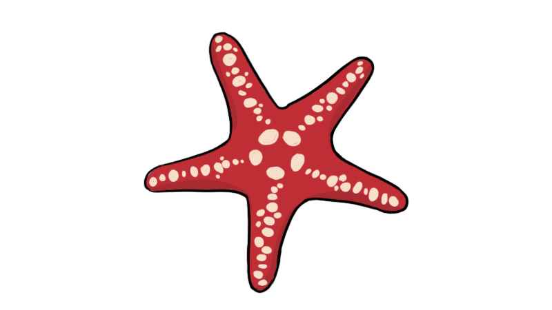 海星简笔画(海星简笔画涂色)
