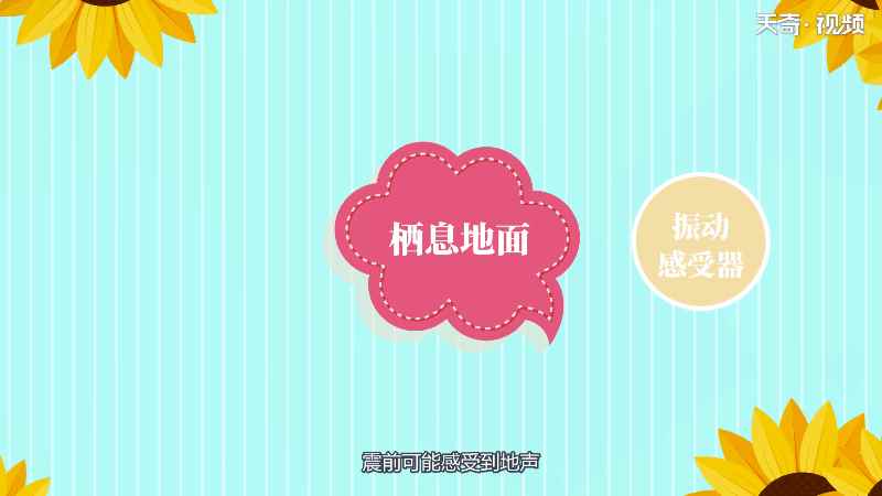 鸡是鸟类吗(鸡是属于鸟类吗)