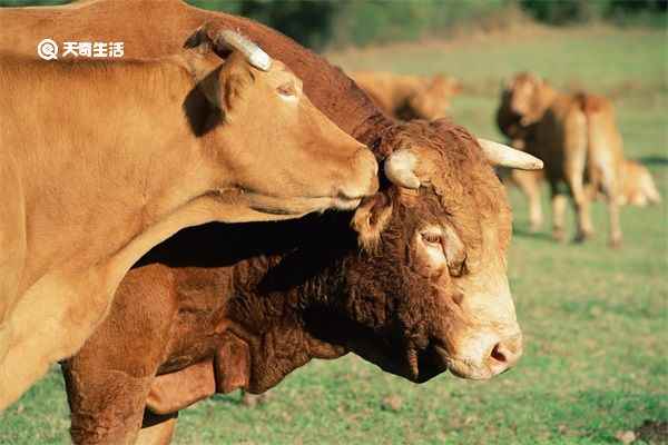 牛欢喜的功效与作用 牛欢喜的功效与作用是什么