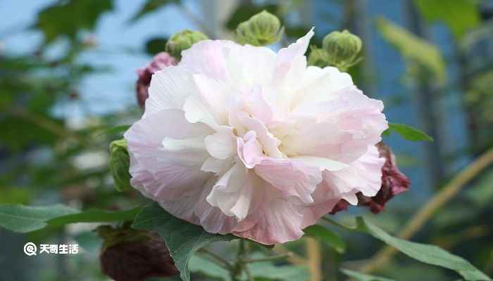 山花烂漫的意思(山花烂漫一般形容山上的野花开得灿烂美丽的样子)