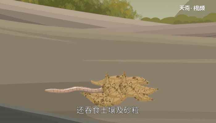 地龙是什么(地龙是我国重要的中药材之一)