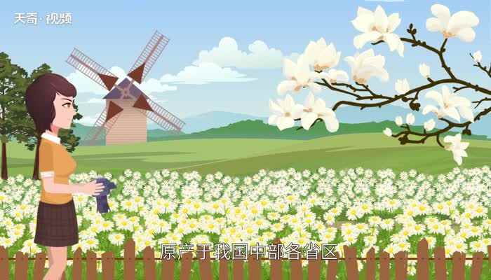 白玉兰花语(白玉兰的花语是纯洁的爱、真挚、高洁、芬芳)