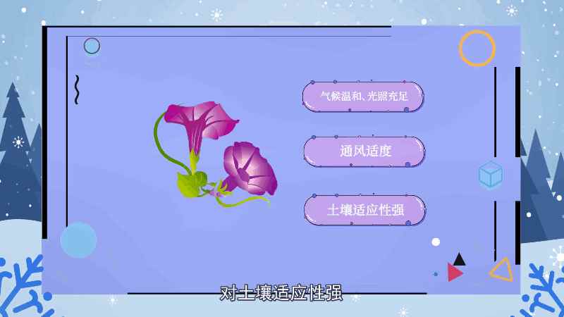 喇叭花花语 喇叭花花语是什么