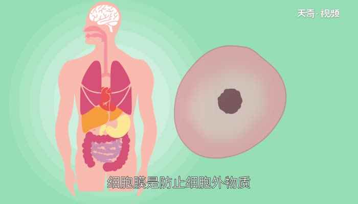细胞膜主要由什么组成(细胞膜主要由脂质、蛋白质、糖类组成)