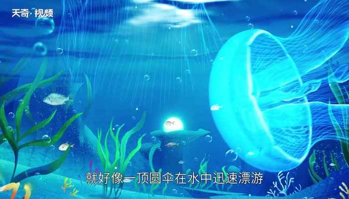 水母能吃吗 水母可以食用吗