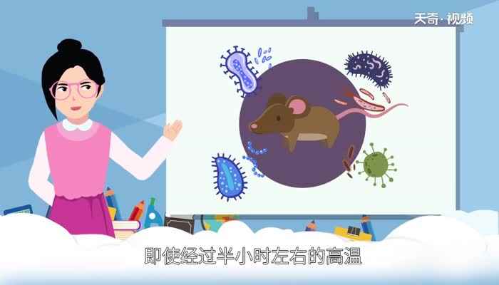 老鼠肉能吃吗 老鼠肉是可以吃的吗