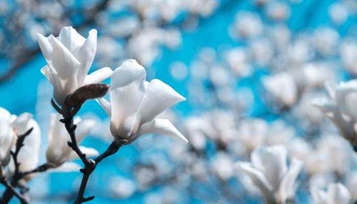 李清照花开花落终有时全诗 李清照花开花落终有时那首诗