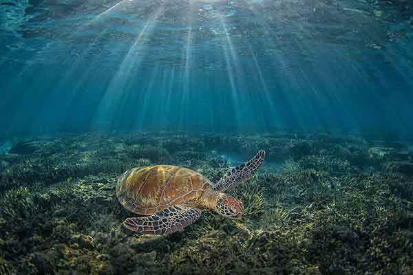 水鱼的功效与作用  水鱼的禁忌人群