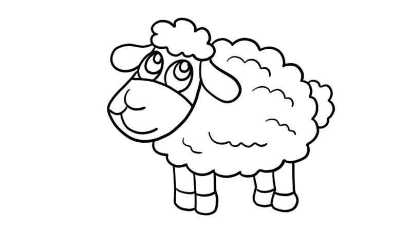 小羊简笔画(画出小羊的身体和尾巴)