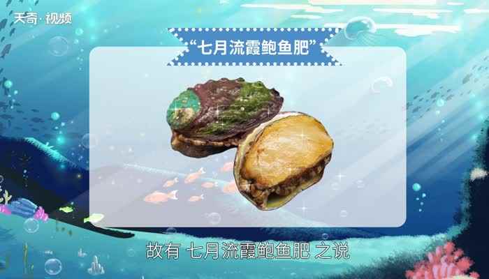 鲍鱼是鱼类吗(鲍鱼的繁殖期是它们的最佳捕捞季节)