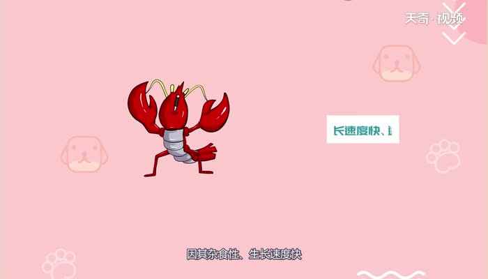 小龙虾是虾还是虫子  小龙虾是虾还是虫子