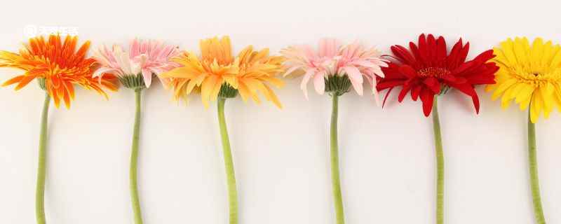 皂花和鲜花的区别 皂花和鲜花区别是什么
