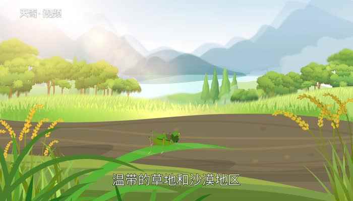 蚂蚱吃什么 蚂蚱吃什么食物