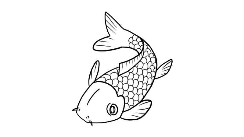 锦鲤简笔画(锦鲤简笔画古风)