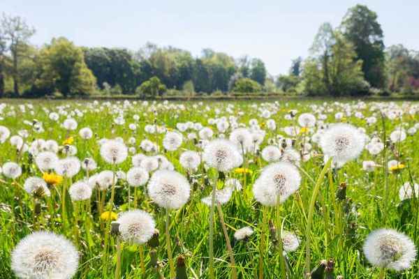蒲公英根茶的功效与作用 蒲公英根茶的好处