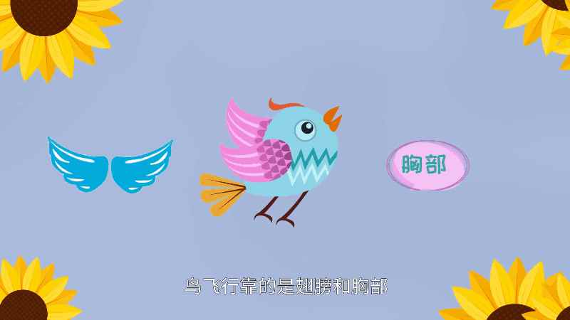 鸟为什么会飞 鸟为何会飞