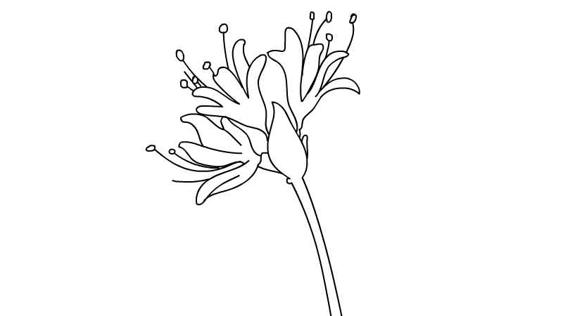 彼岸花简笔画(画出彼岸花的梗和花心)