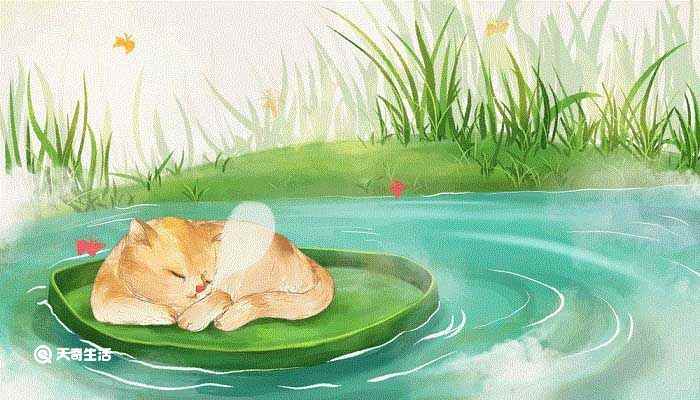 老舍的猫主要讲了什么内容 老舍的猫的主要内容是什么