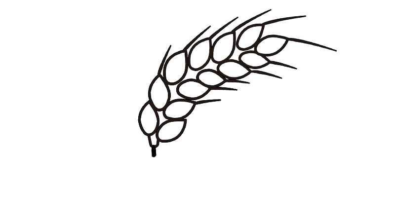 麦穗简笔画步骤(麦穗画一半成熟的麦穗涂上颜色就可以了)