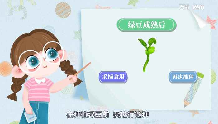 绿豆的生长过程十分简单