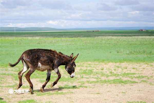 驴肾的功效与作用 驴肾的功效与作用是什么