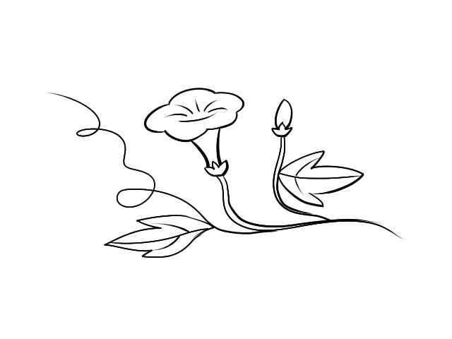 牵牛花怎么画