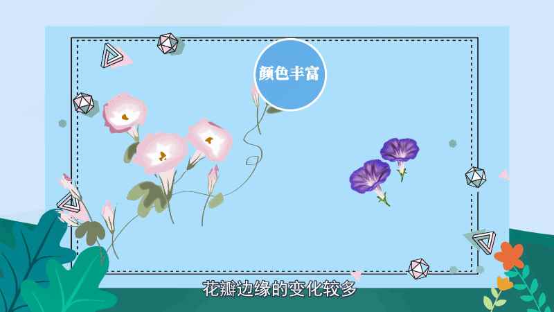 牵牛花花语 牵牛花花语是什么