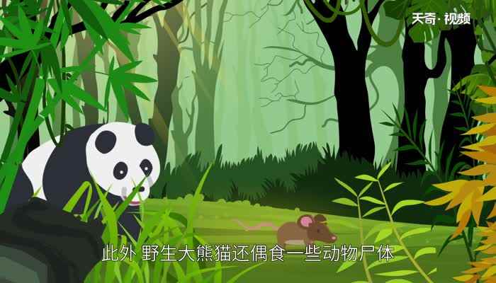 大熊猫属于什么科动物(大熊猫是中国特有的物种)