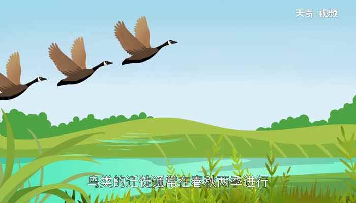 鸟类有哪些(鸟类的食性可分为食肉、食虫和食植物等类型)