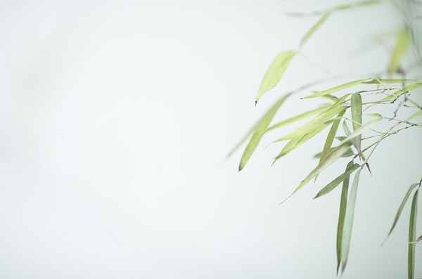 春雪古诗翻译 春雪古诗的意思