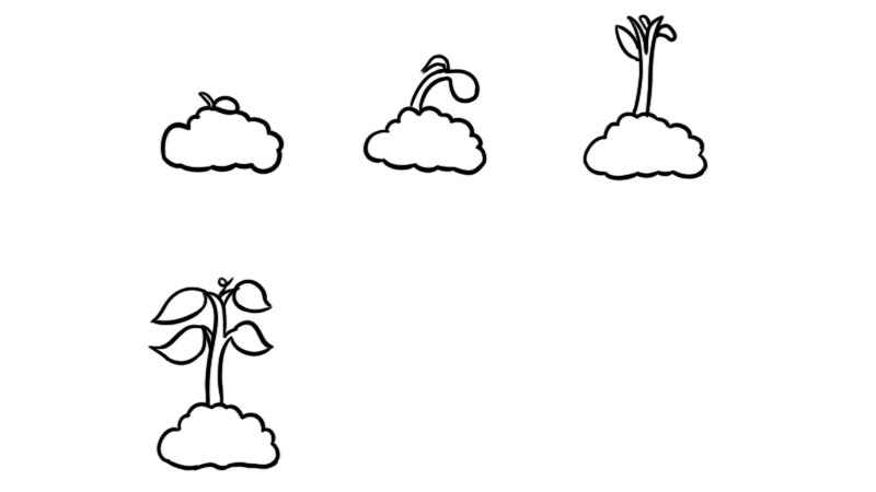植物生长过程6张简笔画(植物冒出芽和长高一点的轮廓)