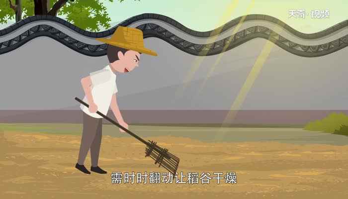 水稻种植的流程有哪些(水稻种植的流程有种子处理、整地、育苗、插秧、田间管理、收割、)