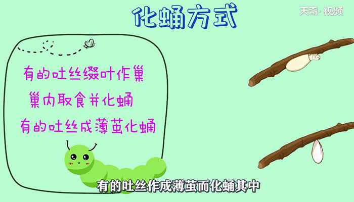 毛毛虫变蝴蝶的过程具体是怎么样的