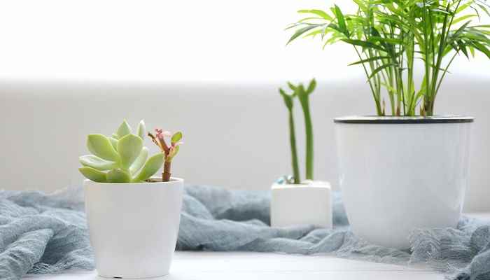 净光合作用和总光合作用分别是什么(净光合作用指的是一段时间)