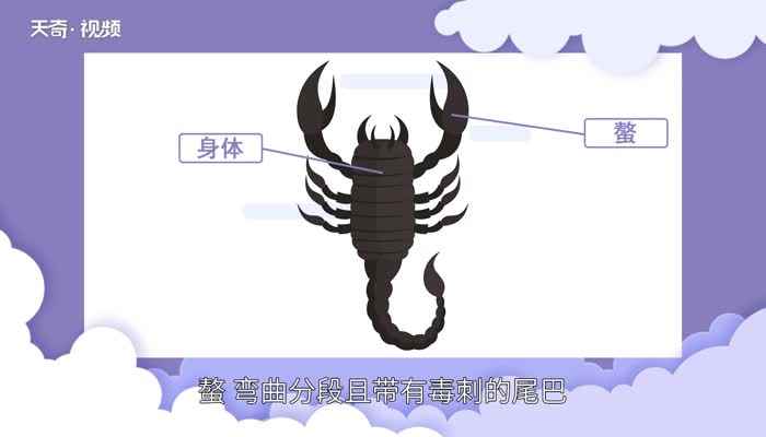 蝎子是不是昆虫 蝎子是不是属于昆虫