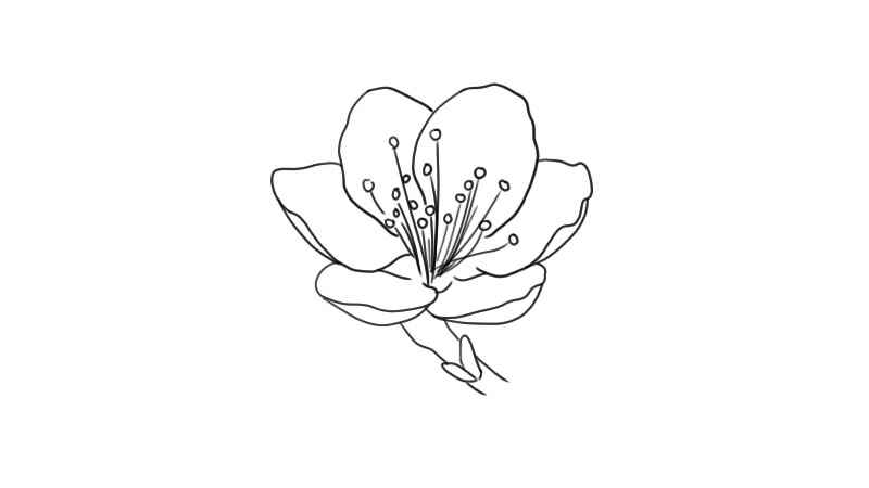 桃花简笔画(桃花怎么画才好看看完这篇就够了)